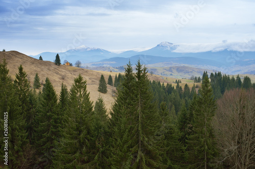 Spruce forest in the mountains © Oleksandr Kotenko