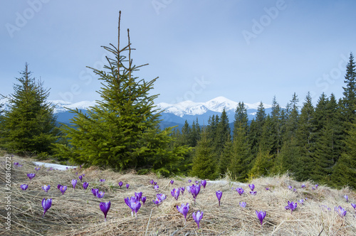 Spring flowers in the mountains © Oleksandr Kotenko
