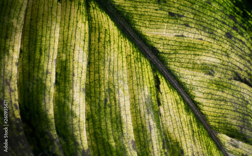 dieffenbachia leaf © Petro