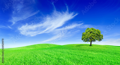 Idyll, panoramic landscape, lonely tree among green fields © Trutta