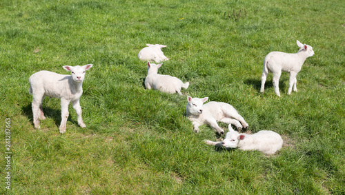 small newborn lambs in green meadow on sunny spring day © ahavelaar