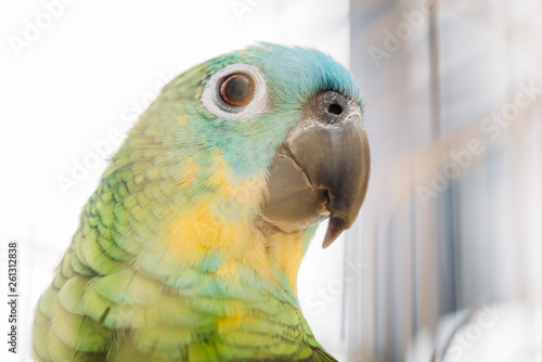 selective focus of adorable bright multicolored amazon parrot head © LIGHTFIELD STUDIOS