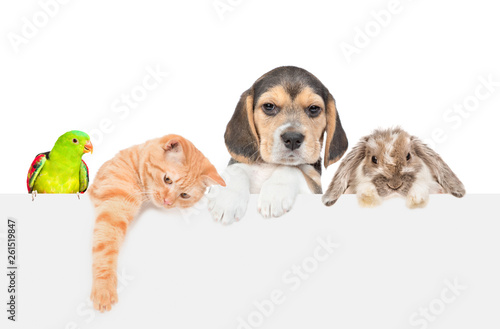 Group of pets  - rabbit,parrot,cat and dog over empty white banner. isolated on white background. Empty space for text © Ermolaev Alexandr