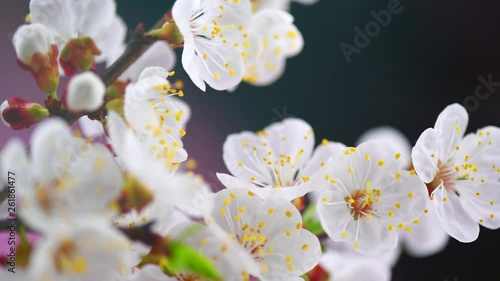 Spring flowers opening. Beautiful Spring Apricot tree blossom timelapse, extreme close up. Time lapse of Easter fresh pink blossoming apricot closeup. Blooming backdrop 4K UHD video © Subbotina Anna