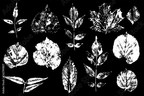 Leaves imprints set. Vector illustration