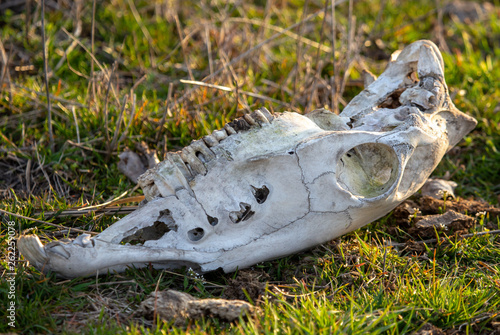 The bones of the animal lie in nature © schankz