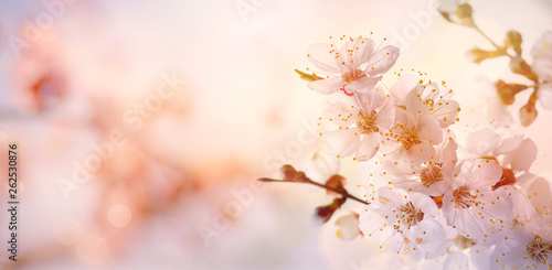 Spring border or background art with pink blossom blooming tree © Konstiantyn