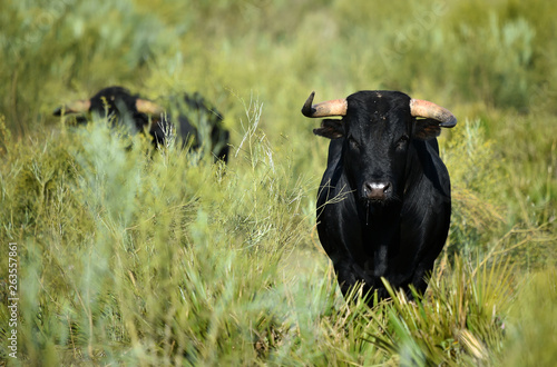 toro negro © alberto