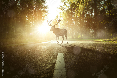 Hirsch auf einer Wald Landstraße © m.mphoto