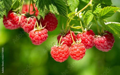 branch of ripe raspberries in a garden © Nitr