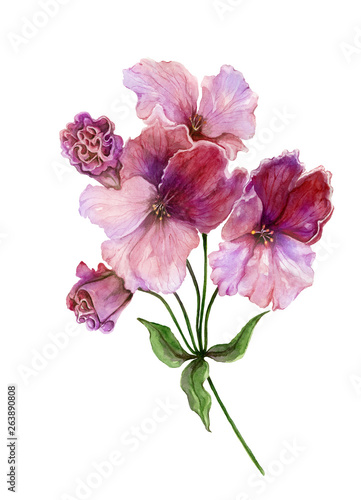 Beautiful regal pelargonium (geranium) flower on a stem with green leaves. Pink and purple flower isolated on white background. Watercolor painting. © katiko2016