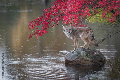 Coyote (Canis latrans) Looks Back From Atop Rock Autumn © hkuchera