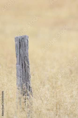 Old fence post in a field