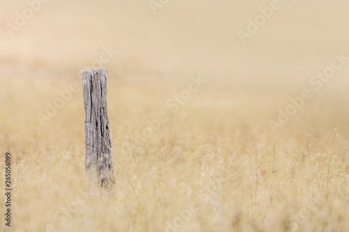 Fencepost in a field